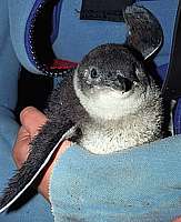 fledging blue-penguin (Eudyptula minor)