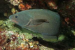 rock cod (Lotella rhacinus)