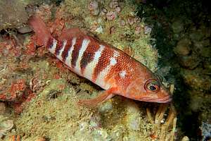 red-banded perch (Hypoplectrodes huntii)