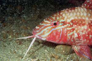 goatfish (Upeneichthys lineatus)