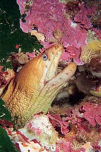 young yellow moraly eel (Gymnothorax prasinus)
