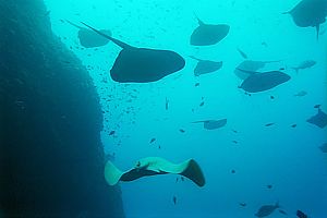 short-tailed stingrays hovering inside Northern Arch