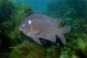 black angelfish (Parma alboscapularis)