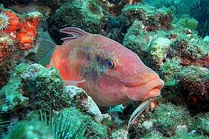 goatfish (Upeneichthys lineatus)