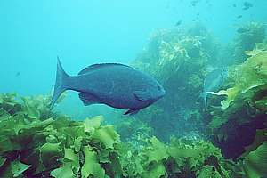 bluefish (Girella cyanea) is a stout fish