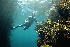 snorkelling Ngaio Rock