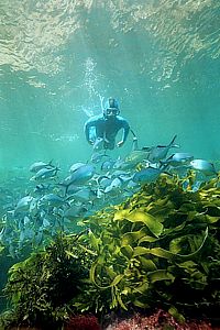 blue maomao resting above strap kelp