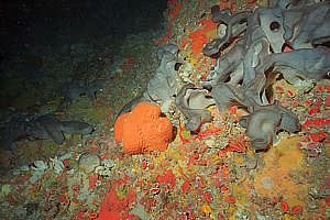 grey massive sponge Ancorina alata