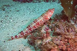 red lizard fish (Synodus doaki)