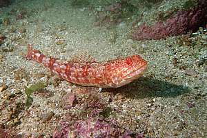 red lizardfish (Synodus doaki)