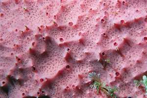 pink encrusting Aplysilla sponge (Aplysilla rosea)