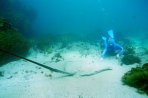 snorkeldiver gently approaches a long-tailed stingray