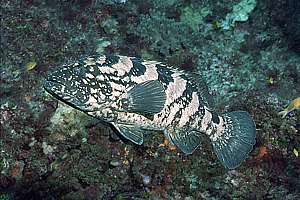 spotted black grouper (Epinephelus daemelii)