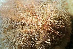 giant heart urchin (Brissus gigas)