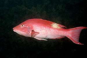 male pigfish (Bodianus unimaculatus)