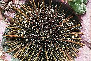 common green urchin (Evechinus chloroticus)