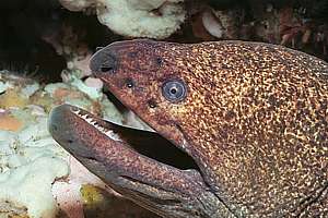 large speckled moray (Gymnothorax obesus)