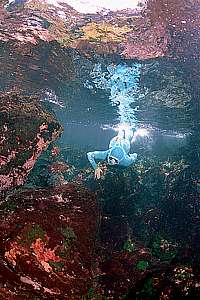 snorkelling Ngaio Rock