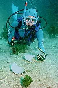 diver finds paper nautilus shells (Argonauta nodosa)
