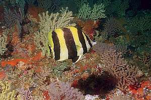 Lord Howe coralfish (Amphichaetodon howensis)