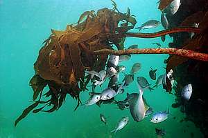 demoiselles huddling under a stalked kelp