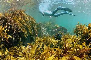 stalked kelp forest (Ecklonia radiata)