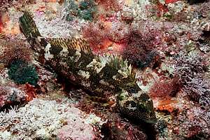 surgefish (Chironemus microlepis)