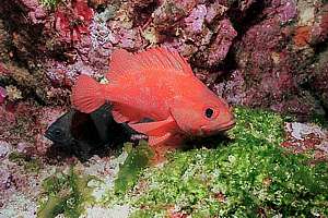 toadstool grouper (Trachypoma macracanthus)