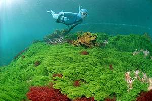 snorkel diver over green sea rimu (Caulerpa brownii)
