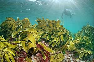 snorkeldiver and strap kelp