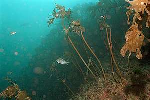 lower zone boundary: dead kelp