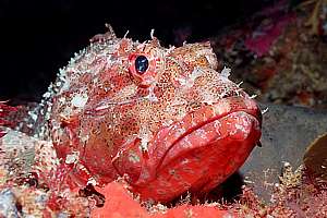 red scorpionfish  or grandaddy hapuka (Scorpaena cardinalis)
