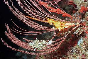 beadlet coral (Primnoides sp.) invaded by encrusting sponges