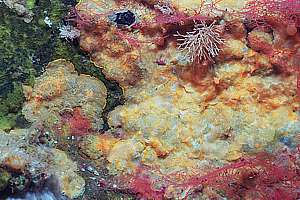 fast growing yellow bryozoan mats