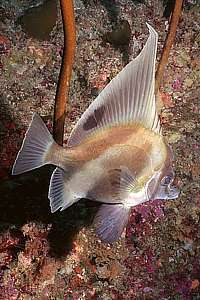 long-finned boarfish (Zanclistius elevatus)