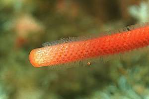 stick bryozoa (Steganoporella neozelandica)