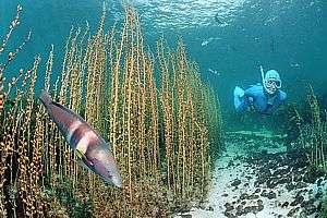 snorkeldiver and a stand of featherweed