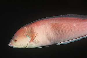 female Sandager's wrasse with the beginnings of white rot