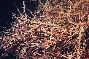 dead red fretsaw weed (Vidalia colensoi)