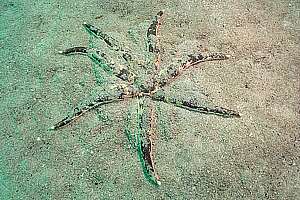 mottled sand star (Luidia varia)
