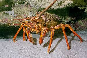 big red crayfish