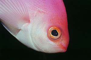 pink maomao close-up