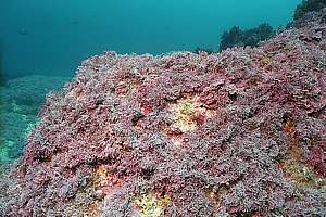 rock covered by turfing coralline algae