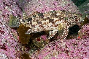 kelpfish  or hiwihiwi (Chironemus marmoratus)
