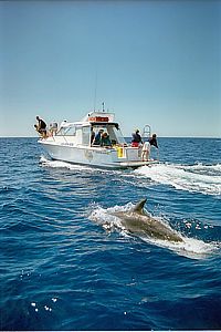 charter boat and bottlenose dolphins (Tursiops truncatus)