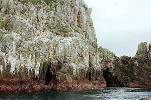 gannet colony on Sugarloaf Island