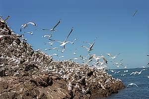 red-billed gulls (Larus novaehollandiae)