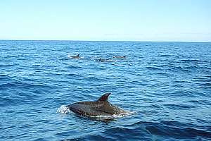 bottlenose dolphins (Tursiops truncatus)