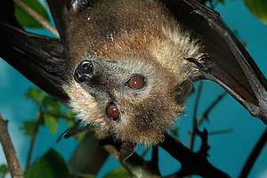 closeup of a young fruit bat