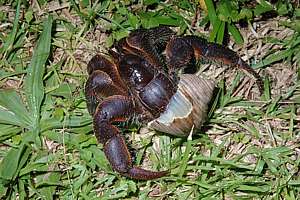 small coconut crab still holding on to a protective shell